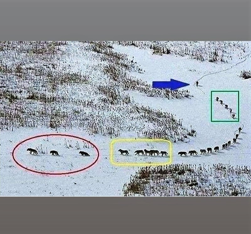 Leadership: Ein Wolfsrudel / A Wolf Pack